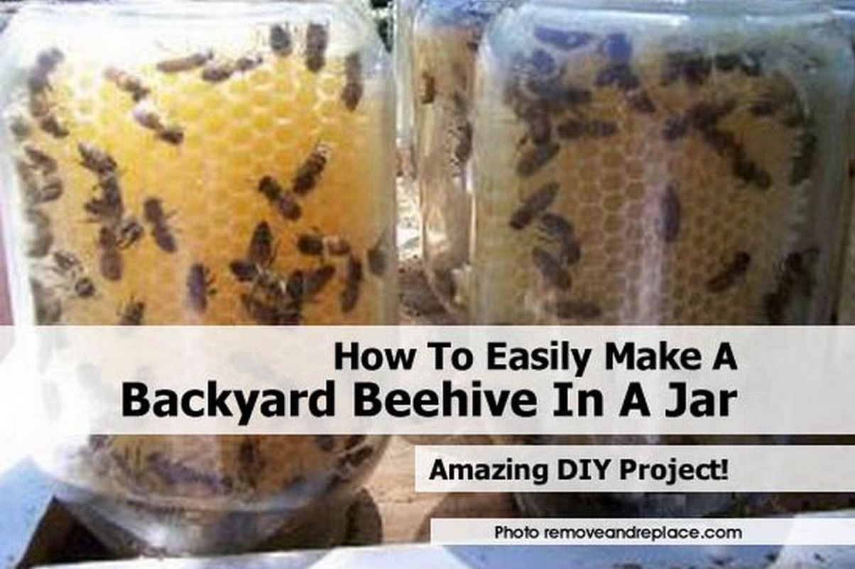 How To Easily Make A Backyard Beehive In A Jar