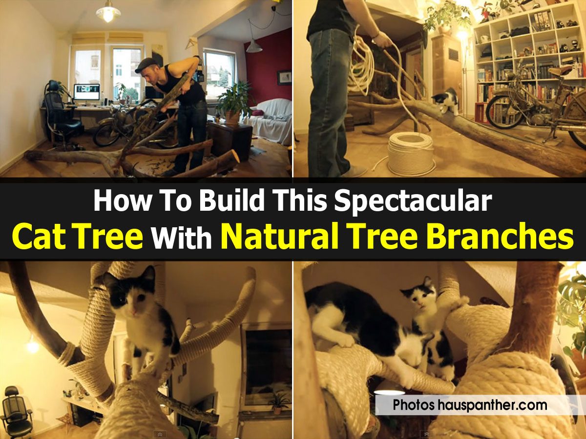 How To Build This Spectacular Cat Tree With Natural Tree Branches