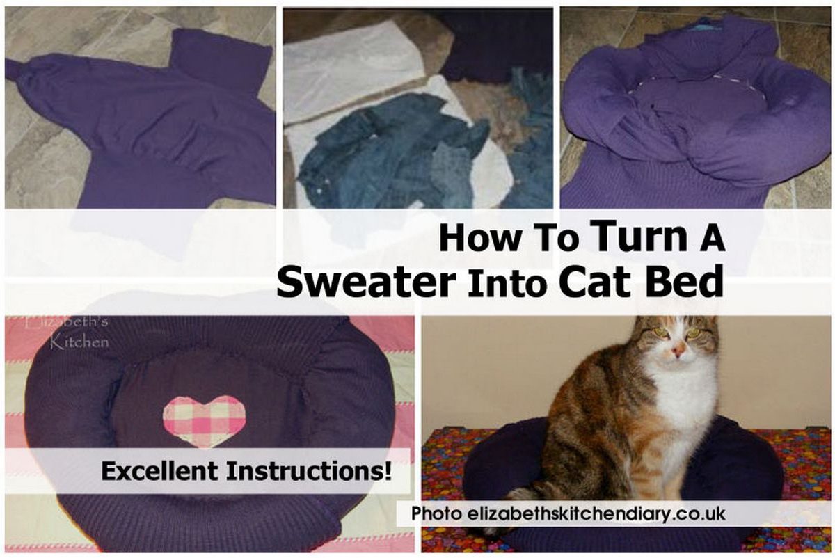 Can You Make A Cat Dizzy Can You Make A Cat Dizzy