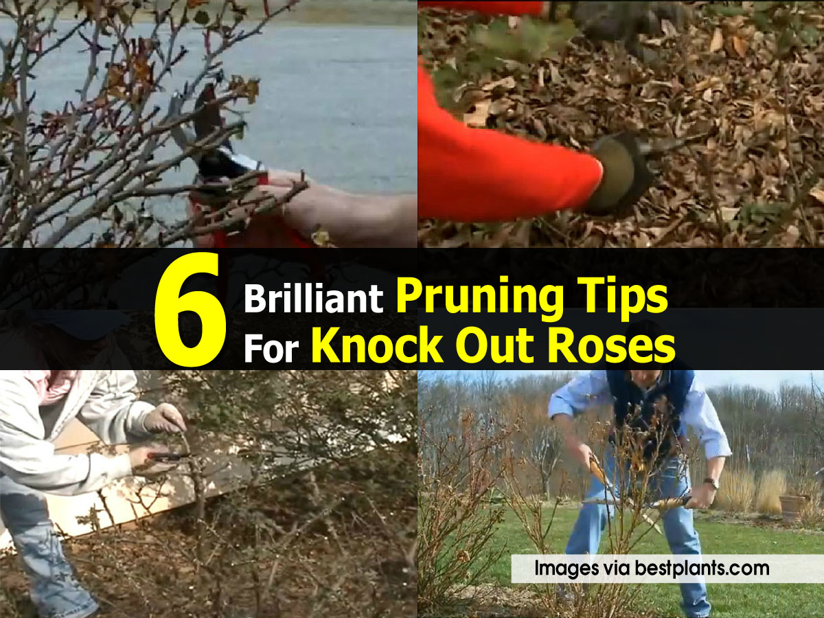6 Brilliant Pruning Tips For Knock Out Roses